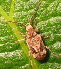 Attēlu rezultāti vaicājumam “Anobiidae”