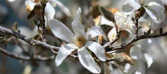 Attēlu rezultāti vaicājumam “Magnolia x loebneri”