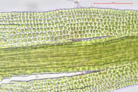 Attēlu rezultāti vaicājumam “Gymnostomum aeruginosum”