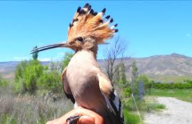 Attēlu rezultāti vaicājumam “Upupa epops”