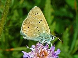 Attēlu rezultāti vaicājumam “Lycaena hippothoe underside”