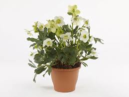 Attēlu rezultāti vaicājumam “Helleborus niger flower”