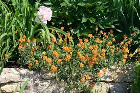 Attēlu rezultāti vaicājumam “Helianthemum x hybridum”