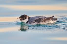 Image result for Synthliboramphus antiquus