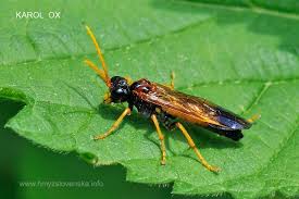 Attēlu rezultāti vaicājumam “Tenthredo campestris”