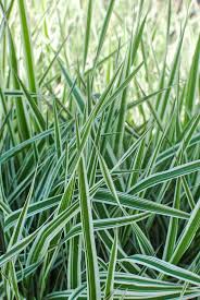 Attēlu rezultāti vaicājumam “Phalaroides arundinacea fruit”