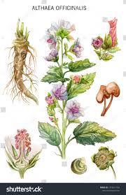 Image result for Althaea officinalis