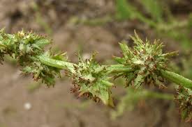 Attēlu rezultāti vaicājumam “Atriplex calotheca”