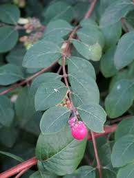Attēlu rezultāti vaicājumam “Symphoricarpos x chenaultii”