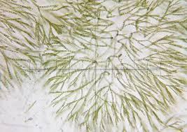 Attēlu rezultāti vaicājumam “Chaetophora pisiformis”