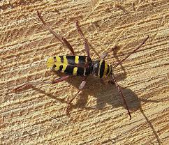 Attēlu rezultāti vaicājumam “Plagionotus detritus imago”