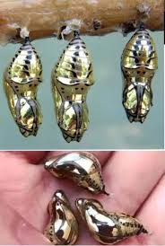 Attēlu rezultāti vaicājumam “Retinia resinella pupa”