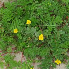 Attēlu rezultāti vaicājumam “Argentina anserina leaf”