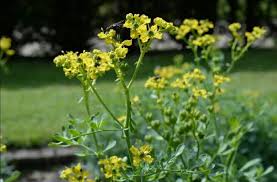 Image result for Ruta graveolens