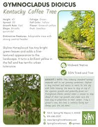 Attēlu rezultāti vaicājumam “Gymnocladus dioicus flower”