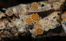 Attēlu rezultāti vaicājumam “Sphaerobolus stellatus”