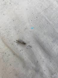 Attēlu rezultāti vaicājumam “Platytes alpinella”