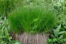 Attēlu rezultāti vaicājumam “Carex cespitosa”