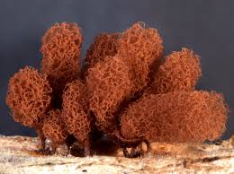 Attēlu rezultāti vaicājumam “Arcyria incarnata”