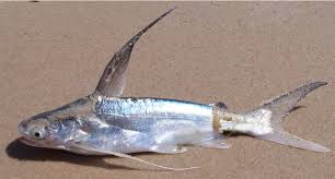 Image result for Bagre marinus