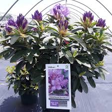 Attēlu rezultāti vaicājumam “Rhododendron catawbiense flower”