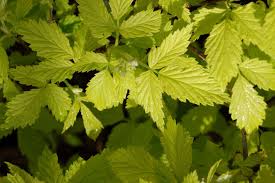 Attēlu rezultāti vaicājumam “Rubus idaeus leaf”