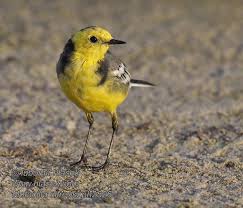 Attēlu rezultāti vaicājumam “Motacilla citreola”