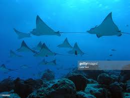 Image result for Aetobatus narinari