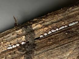 Attēlu rezultāti vaicājumam “Didymium difforme macro”