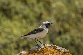 Image result for Oenanthe hispanica