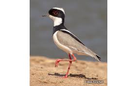 Attēlu rezultāti vaicājumam “Vanellus vanellus adult”