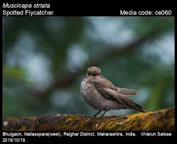 Attēlu rezultāti vaicājumam “Muscicapa striata”