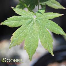 Attēlu rezultāti vaicājumam “Acer pseudosieboldianum”