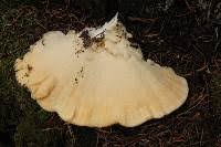 Attēlu rezultāti vaicājumam “Climacocystis borealis”