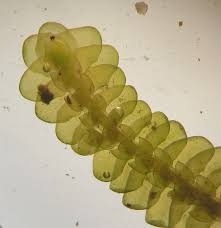 Attēlu rezultāti vaicājumam “Porella cordaeana”