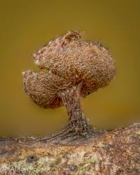 Attēlu rezultāti vaicājumam “Heterotrichia oerstedii (syn. Arcyria oerstedii) spores”