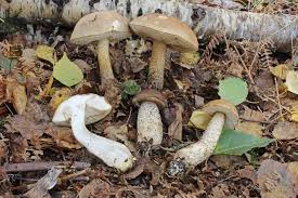 Attēlu rezultāti vaicājumam “Leccinum”