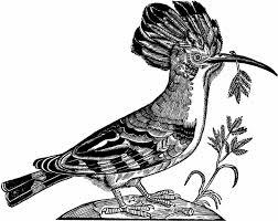 Attēlu rezultāti vaicājumam “Upupa epops”