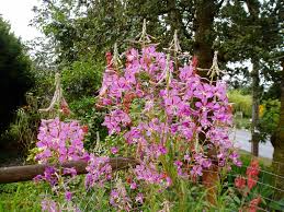 Attēlu rezultāti vaicājumam “Epilobium angustifolium flower”