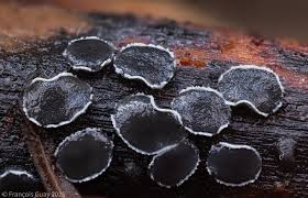 Attēlu rezultāti vaicājumam “Ombrophila violacea spores”