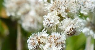 Attēlu rezultāti vaicājumam “Antennaria dioica female flower”