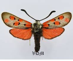 Attēlu rezultāti vaicājumam “Zygaenidae”