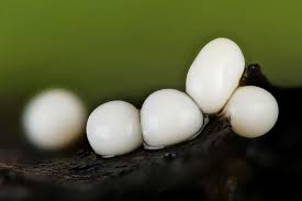 Attēlu rezultāti vaicājumam “Trichia varia young”