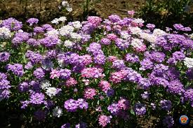 Image result for Iberis umbellata