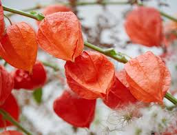 Image result for Lampionblume