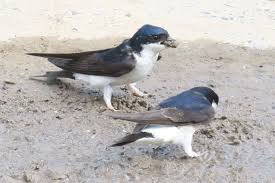 Attēlu rezultāti vaicājumam “Delichon urbicum adult”