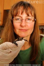 Attēlu rezultāti vaicājumam “Pipistrellus nathusii”