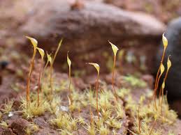 Attēlu rezultāti vaicājumam “Dicranella schreberiana”