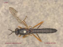 Attēlu rezultāti vaicājumam “Xylophagidae”