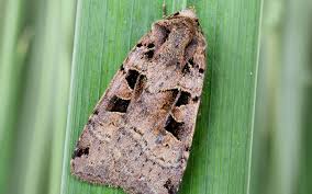 Attēlu rezultāti vaicājumam “Xestia triangulum”